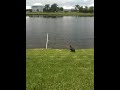 Vultures alligator