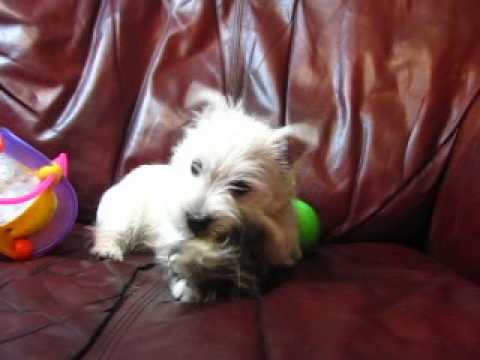 Green Dots Boy is viciously attacking the coons tail on a rolling ball