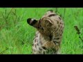 Servals and Caracals - No More Sorrow
