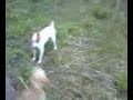 archie chasing toto