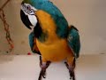 talking-birds.html