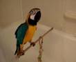 Talking Birds