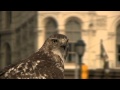 Hawk eating a pigeon in philly - Canon HV40