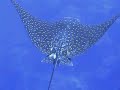 Little Cayman Diving - Best Video from March 9-17 Little Cayman Diving - Best Video from March 9-17