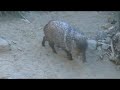 Collared Peccary or Javelina, Tayassu tajacu