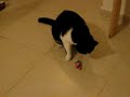 spacy the cat spacy the cat