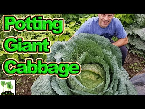 video-linktoworks-Potting On The Giant Cabbage