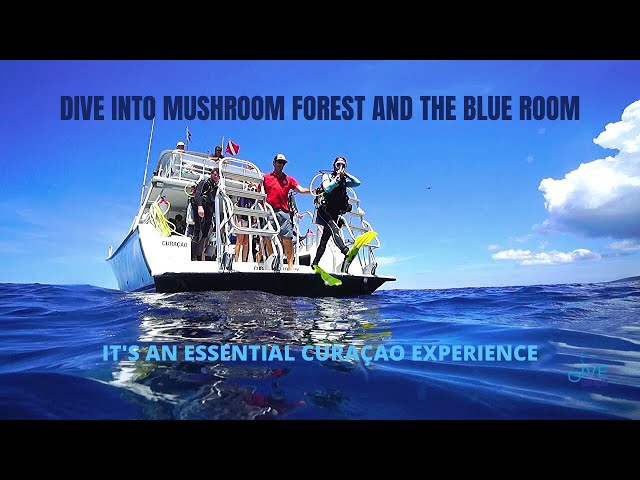 Dive Curacao YouTube Channel