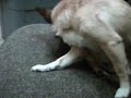 Rosie