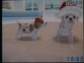 Dancing Nintendogs Dancing Nintendogs
