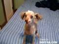 Really Creepy dog