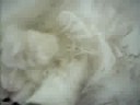 Our 2 cats sleeping on my bed