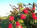 Roses vineyards and enjoy life.mov