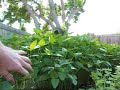 Cover Crop 2 update