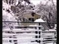 videos de Torino sotto la neve 7 Gennaio 2009 Parte 1