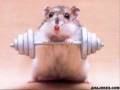 videos de Hamsters Being Hamsters