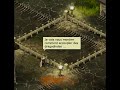 Accouplement de dragodindes Dofus