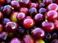Coffee Drying Process - Secagem de Café Coffee Drying Process - Secagem de Café