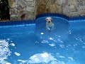 Labrador Chopp nadando em pe! (parte 2)