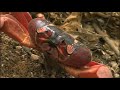Christmas Island Crabs