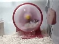 Hamster on Crack