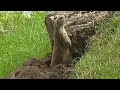 AnimalAction Manele-Gratis.net