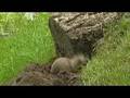 AnimalAction
