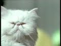 Suffocating Cat