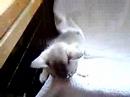 mums kittens