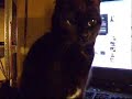 Cute Cats and Brain Parasites Cute Cats and Brain Parasites