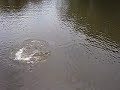 PESCA DE PAVON