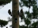 Sparrows on my bird feeder up close...