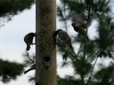 Sparrows on my bird feeder up close...