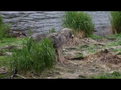 timber wolf