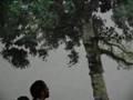 1 2 tree Rietveld academie eindexam project