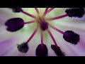 Purple Flower