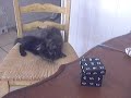 Kittens Play On Stool
