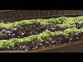 The Biodynamic Farm at La Provence Restaurant - Louisiana