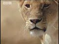 Lion Pride