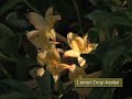 Azaleas That Bloom In The Summer Manele-Gratis.net