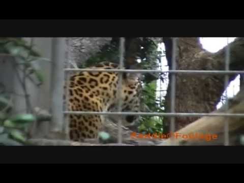 Black Leopard