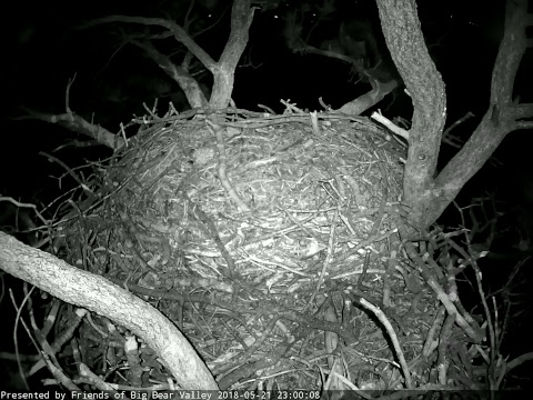 Live-Cam: Big Bear Bald Eagle Cam, California