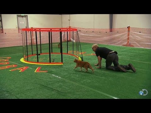 Savage Purr-suasion – MythBusters