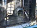 videos de ハクビシンの異常行動／動物園