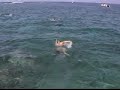 Snorkeling in Hawaii Snorkeling in Hawaii
