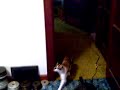 Yeti the gymnast