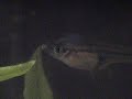 MOV00639.MPG