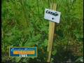 videos de Country Rover Classics