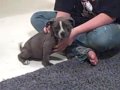 MONA LISA X BLUE BURBAN'S T-WREX  FEMALES @8 WKS.6 DAYS