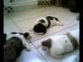 LEORIE-spoosey/spudgge-puppies